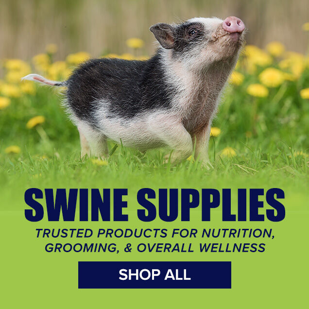 Swine Supplies: Trusted Products for Nutrition, Grooming & Overall Health
